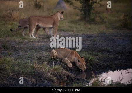 Eine Löwin, Panthera leo, trinkt aus einem Wasserloch, während zwei weitere hinter ihr vorbeigehen. Konzessionsgebiet Khwai, Okavango-Delta, Botswana. Stockfoto