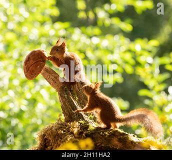Eichhörnchen stehen mit Pilzen Stockfoto
