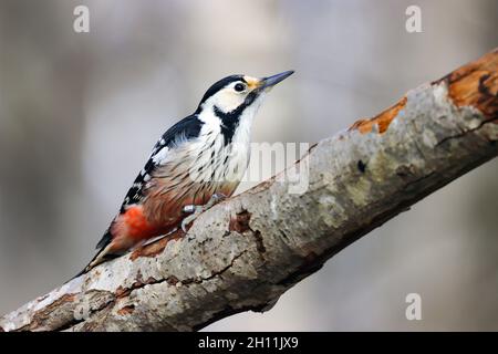 Weiß-backed Woodpecker Stockfoto