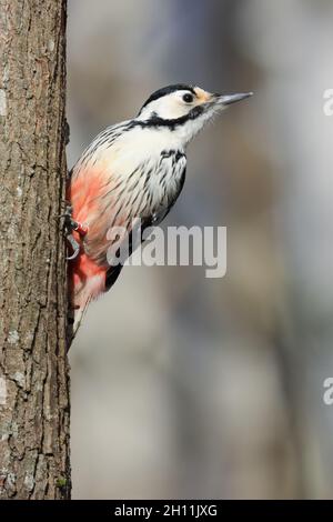 Weiß-backed Woodpecker Stockfoto