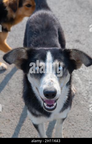 Nahaufnahme eines schwarzen Hundes mit unterschiedlichen Augen Stockfoto