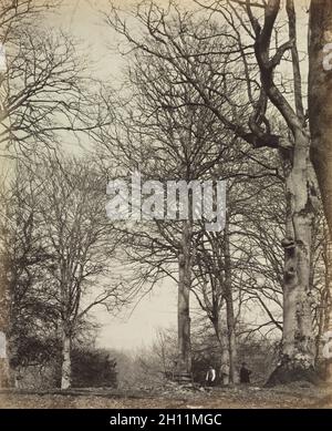 Die Geschichte von Windsor's Great Park und Windsor Forest von William Menzies: Queen Adelaide's Beech, vor 1864. James Sinclair, 14. Earl of Caithness (British, 1821-1881), oder William Bambridge (British, 1819-1879). Albumin-Druck aus nassem Kollodionnegativ; Bild: 29.1 x 23.5 cm (11 7/16 x 9 1/4 in.); mattiert: 61 x 50.8 cm (24 x 20 in.). Stockfoto