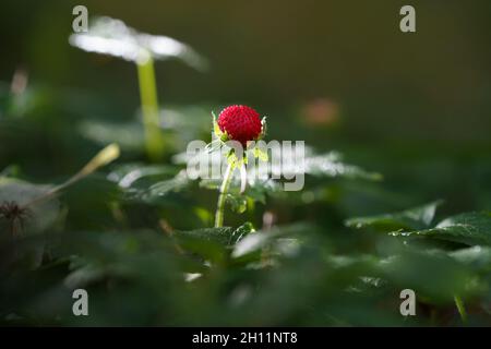 Rote Erdbeeren, Beeren und weiße Blüten auf einer wilden Wiese, Nahaufnahme. Wilder Erdbeerstrauch im Wald. Stockfoto