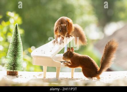 Rote Eichhörnchen spielen ein Klavier Stockfoto