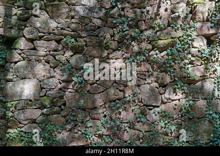 Alte mittelalterliche Trockensteinmauer mit Efeu, Aldan, Spanien, Galizien, Pontevedra Provinz Stockfoto