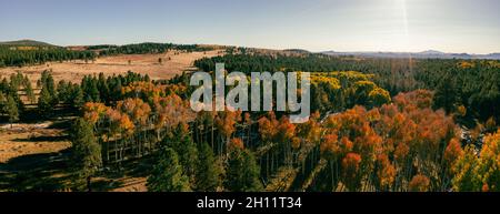 Panorama von herbstbunten Bäumen in Arizona mit Sonnenstrahlen Stockfoto