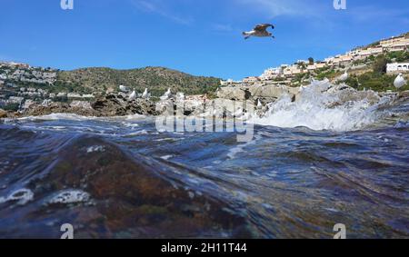 Seevögel mediterrane Möwen an felsiger Küste von der Wasseroberfläche aus gesehen, Spanien, Costa Brava, Katalonien, Rosen Stockfoto