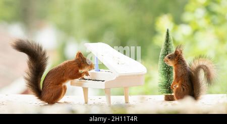 Rote Eichhörnchen spielen auf einem Klavier Stockfoto