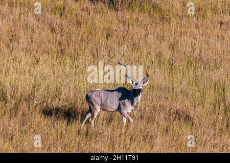 Luftaufnahme eines männlichen Großkudus, Tragelaphus strepsiceros. Okavango Delta, Botswana. Stockfoto