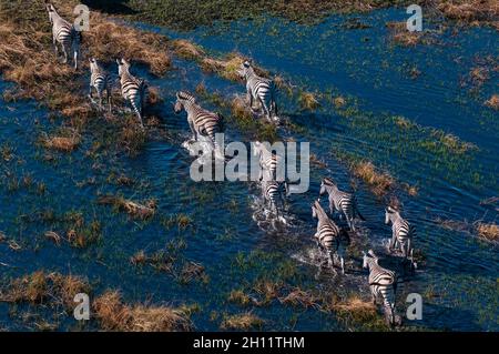 Eine Luftaufnahme der Ebenen Zebras, Equus quagga, Wandern in einer Überschwemmungsebene. Okavango Delta, Botswana. Stockfoto