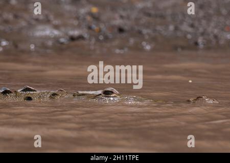 Ein amerikanisches Krokodil, Crocodylus acutus, schwimmt im schlammigen Wasser. Costa Rica Palo Verde Nationalpark, Costa Rica. Stockfoto