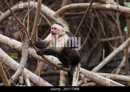 Porträt eines aggressiven, weißgesichtigen Kapuzineraffen, Cebus capucinus. Curu Wildlife Reserve, Costa Rica. Stockfoto