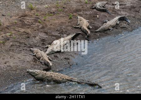 Amerikanische Krokodile, Crocodylus acutus, die sich am Ufer des Tarcoles River sonnen. Tarcoles River, Carara National Park, Costa Rica. Stockfoto