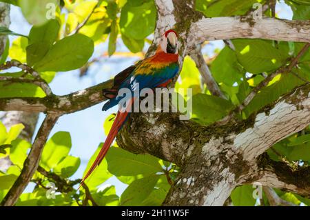 Ein scharlachrot gemachter Ara macao thront in einem Baum. Osa-Halbinsel, Costa Rica.