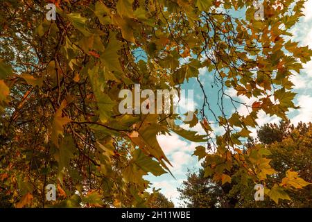 Stapenhill Woodland Walk und Riverside Walk, Burton on Trent UK, Herbst 2021. Stockfoto