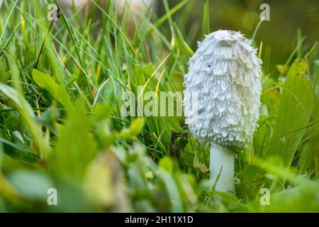Coprinus comatus shaggy Tintenkappe in grüner Wiese, copy space copyspace Stockfoto