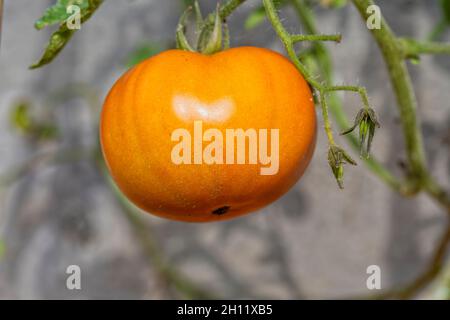 Eine Bio-Tomate, die die Reifung beendet Stockfoto
