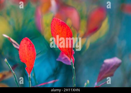 Impressionistische Nahaufnahme von Rainier Blueberry, Vaccinium deliciosum, Blätter in Scharlach entlang Paradise Trails im Mount Rainier National Park, Washi Stockfoto