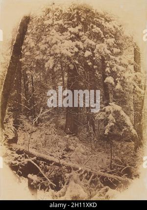 Fotostudien von W. J. Stillman. Teil 1. Der Wald. Adirondack Woods: Untitled (Woods in Snow), 1859. William James Stillman (Amerikaner, 1828-1901). Gesalzener Papierdruck, lackiert, aus nassem Kollodion-Negativ; Bild: 19.7 x 14.4 cm (7 3/4 x 5 11/16 Zoll); mattiert: 50.8 x 40.6 cm (20 x 16 Zoll). Stockfoto