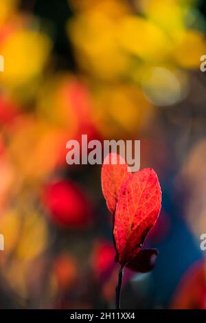 Impressionistische Nahaufnahme von Rainier Blueberry, Vaccinium deliciosum, Blätter in Scharlach entlang Paradise Trails im Mount Rainier National Park, Washi Stockfoto