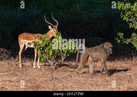 Ein Impala, Aepyceros melampus, grast auf einem Strauch als Chacma Pavian, Papio ursinus, vorbei. Mashatu Game Reserve, Botswana. Stockfoto