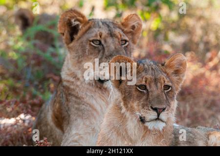 Porträt eines Paares ruhender Löwen, Panthera leo. Mashatu Game Reserve, Botswana. Stockfoto
