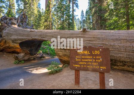 Die Fahrt durch den Tunnel Log im Sequoia National Park. Tulare County, CA, USA. Stockfoto