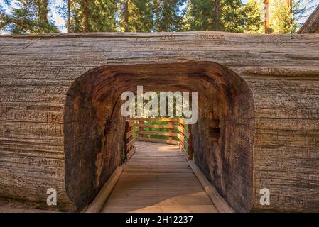 Ein Spaziergang durch den Mammutbaum im Sequoia National Park. Tulare County, CA, USA. Stockfoto