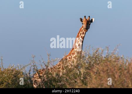 Eine südliche Giraffe, Giraffa camelopardalis, blickt über die Baumkronen. Mashatu Game Reserve, Botswana. Stockfoto