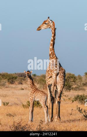 Eine südliche Giraffe, Giraffa camelopardalis, mit einem einwöchigen Kalb. Mashatu Game Reserve, Botswana. Stockfoto