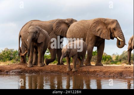 Eine Herde afrikanischer Elefanten, Loxodonta africana, an einem Wasserloch. Mashatu Game Reserve, Botswana. Stockfoto