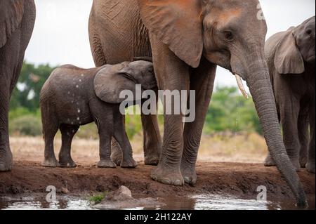 Ein afrikanisches Elefantenkalb, Loxodonta africana, stillt, während seine Mutter trinkt. Mashatu Game Reserve, Botswana. Stockfoto