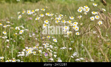 Viele weiße Gänseblümchen in Draufsicht auf die Wiese. Wildblumen Kamille, Stockfoto