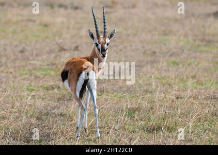 Porträt einer Grants Gazelle, Gazella granti, die auf die Kamera schaut. Masai Mara National Reserve, Kenia. Stockfoto