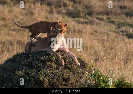 Eine ruhende Löwin, Panthera leo, und ein verspieltes Junge auf einem Termitenhügel. Masai Mara National Reserve, Kenia. Stockfoto