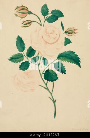 Damast Rose, 1800. Mary Altha Nims (Amerikanerin, 1817-1907). Aquarell; Stockfoto