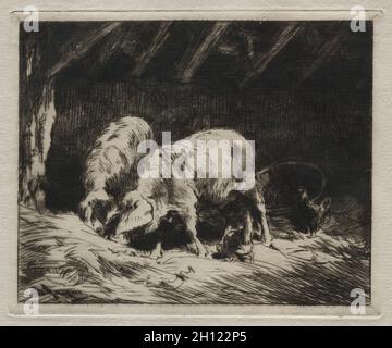 Suite mit sechs Radierungen und Trockenpunkten: Zwei Schweine, 1884. Charles-Émile Jacque (Französisch, 1813-1894). Trockenpunkt; Stockfoto