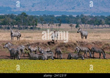 Eine Herde von Zebras, Equus quagga, trinkt an einem Wasserloch. Masai Mara National Reserve, Kenia. Stockfoto