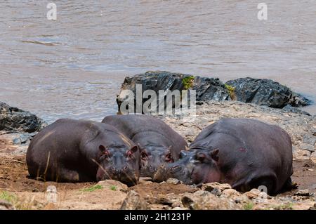 Hippopotamus, Hippopotamus amphibius, ruhend am Rand eines Wasserpools. Masai Mara National Reserve, Kenia. Stockfoto