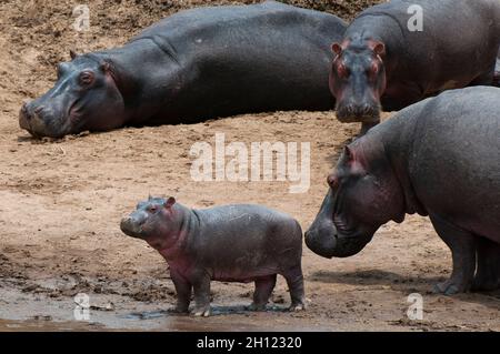 Hippopotamus, Hippopotamus amphibius und ein Baby am Rande eines Wasserpools. Masai Mara National Reserve, Kenia. Stockfoto