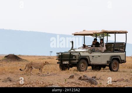 Touristen fotografieren einen Gepard, Acinonyx jubatus, der mit einem Safari-Fahrzeug läuft. Masai Mara National Reserve, Kenia. Stockfoto