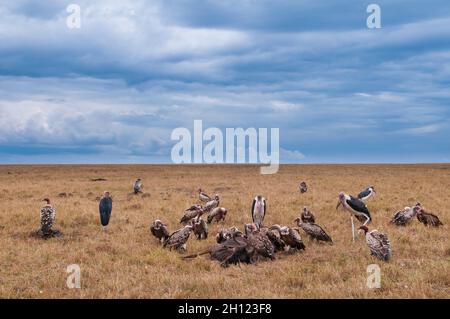 Geier und Marabou-Störche ernähren sich von einem wildebesten Kadaver. Masai Mara National Reserve, Kenia. Stockfoto