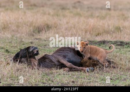 Ein drei Monate altes Löwenjunges, Panthera leo, lernt von einem Gnus zu essen. Masai Mara National Reserve, Kenia. Stockfoto