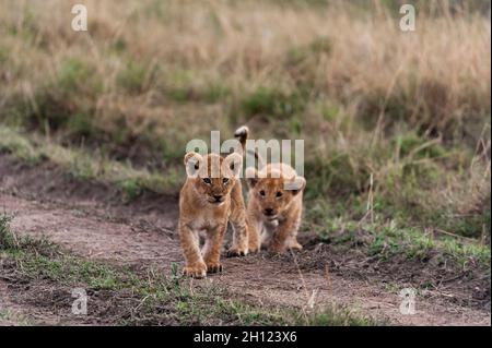 Zwei drei Monate alte Löwenjungen, Panthera leo, spielen. Masai Mara National Reserve, Kenia. Stockfoto