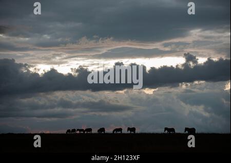 Eine Herde von Zebras, Equus quagga, die unter einem stürmischen Himmel wandeln. Masai Mara National Reserve, Kenia. Stockfoto