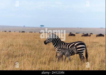 Eine Ebene Zebra, Equus quagga, mit ihrem hengst auf der Savanne. Wandernde Gnus in der Ferne. Masai Mara National Reserve, Kenia. Stockfoto