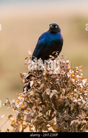 Porträt eines Ruppells Glanzstarrs, Lamprotornis purpuropterus. Masai Mara National Reserve, Kenia. Stockfoto