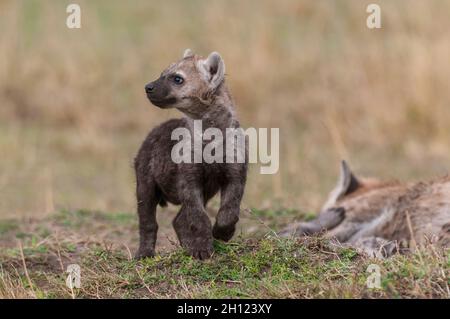 Porträt eines gefleckten Hyänen-Jungen, Crocuta crocuta, neben seiner ruhenden Mutter. Masai Mara National Reserve, Kenia. Stockfoto