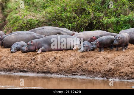 Hippopotamus, Hippopotamus amphibius und Kälber, die am Ufer eines Pools ruhen. Masai Mara National Reserve, Kenia. Stockfoto