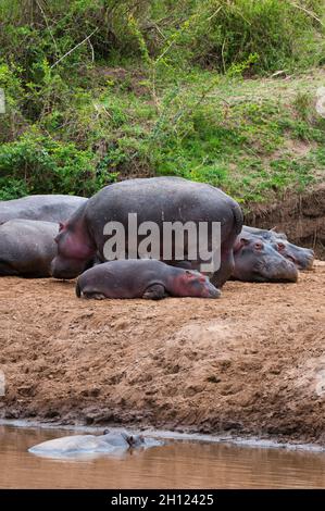 Hippopotamus, Hippopotamus amphibius und ein Kalb, das am Ufer eines Pools ruht. Masai Mara National Reserve, Kenia. Stockfoto